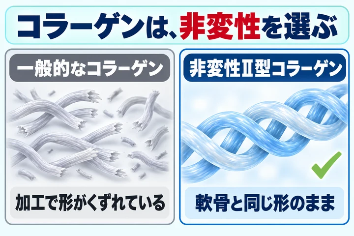 コラーゲンは非変性を選ぶ。一般的なコラーゲンは加工で形がくずれ、非変性Ⅱ型コラーゲンは軟骨と同じ形のまま